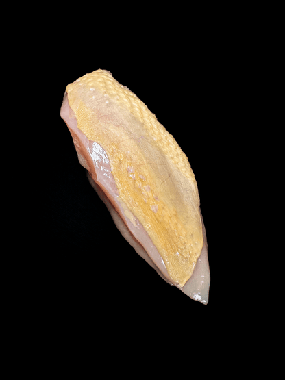 Filet de Poulet